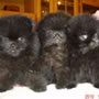 Wild Blue Cherry pomeranian Kennel