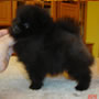 Wild Blue Cherry pomeranian Kennel