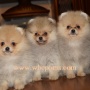 Wild Blue Cherry pomeranian Kennel