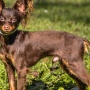Wild Blue Cherry pomeranian Kennel