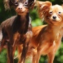 Wild Blue Cherry pomeranian Kennel