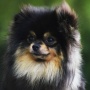Wild Blue Cherry pomeranian Kennel