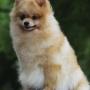 Wild Blue Cherry pomeranian Kennel
