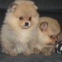 Wild Blue Cherry pomeranian Kennel