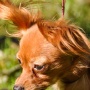 Wild Blue Cherry pomeranian Kennel