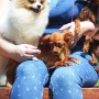 Wild Blue Cherry pomeranian Kennel