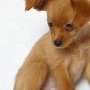 Wild Blue Cherry pomeranian Kennel