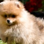 Wild Blue Cherry pomeranian Kennel