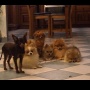 Wild Blue Cherry pomeranian Kennel