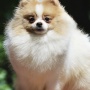 Wild Blue Cherry pomeranian Kennel