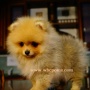 Wild Blue Cherry pomeranian Kennel