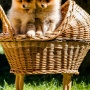 Wild Blue Cherry pomeranian Kennel