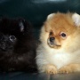 Wild Blue Cherry pomeranian Kennel