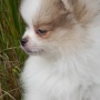 Wild Blue Cherry pomeranian Kennel
