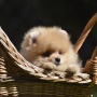 Wild Blue Cherry pomeranian Kennel