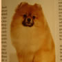 Wild Blue Cherry pomeranian Kennel