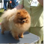 Wild Blue Cherry pomeranian Kennel