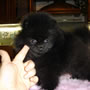 Wild Blue Cherry pomeranian Kennel