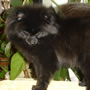 Wild Blue Cherry pomeranian Kennel