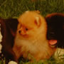 Wild Blue Cherry pomeranian Kennel