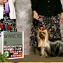 Wild Blue Cherry pomeranian Kennel