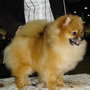 Wild Blue Cherry pomeranian Kennel