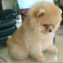 Wild Blue Cherry pomeranian Kennel