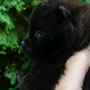 Wild Blue Cherry pomeranian Kennel