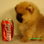 Wild Blue Cherry pomeranian Kennel