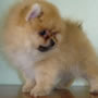 Wild Blue Cherry pomeranian Kennel