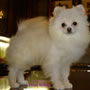 Wild Blue Cherry pomeranian Kennel