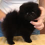 Wild Blue Cherry pomeranian Kennel